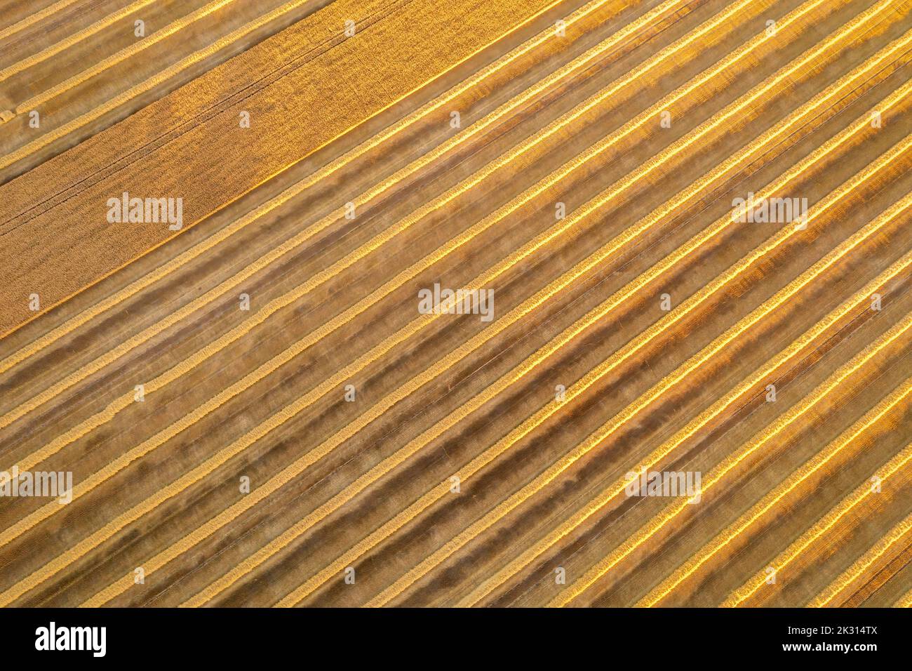 Luftaufnahme des geernteten Weizenfeldes Stockfoto