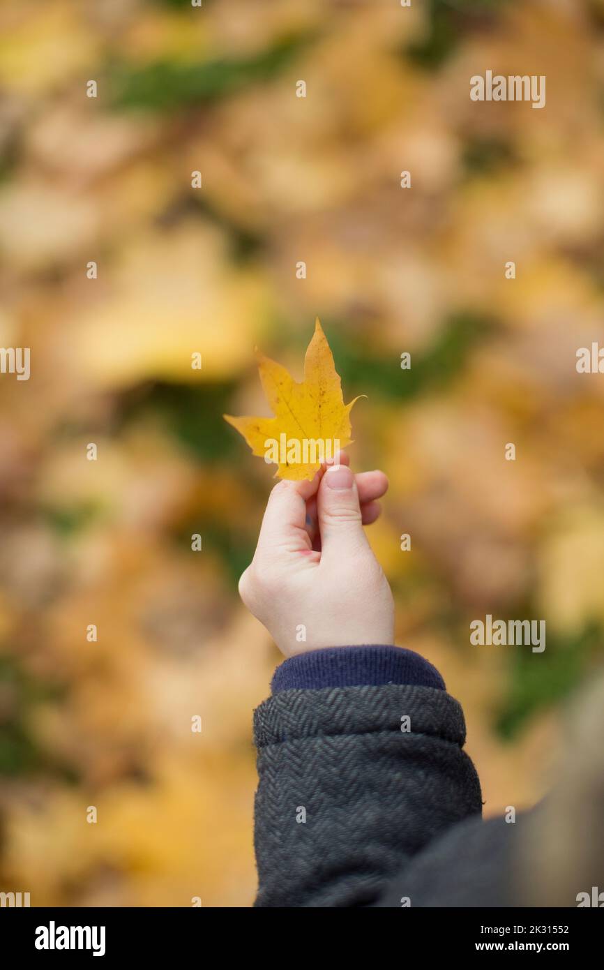 Hand des Jungen mit Herbstblatt Stockfoto
