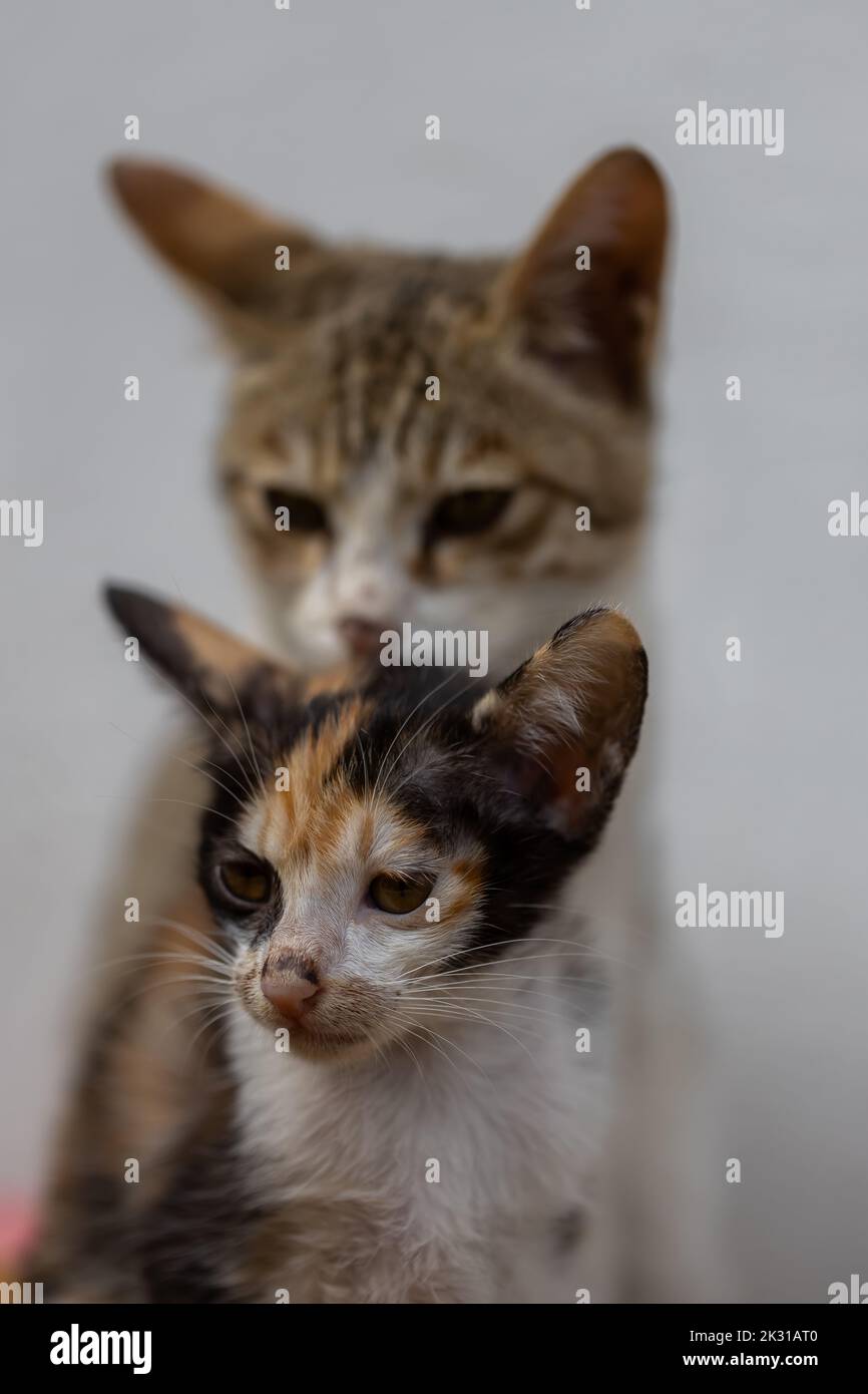 Porträt von zwei Katzen, einer Mutter und einem Kätzchen, die zusammen sitzen Stockfoto