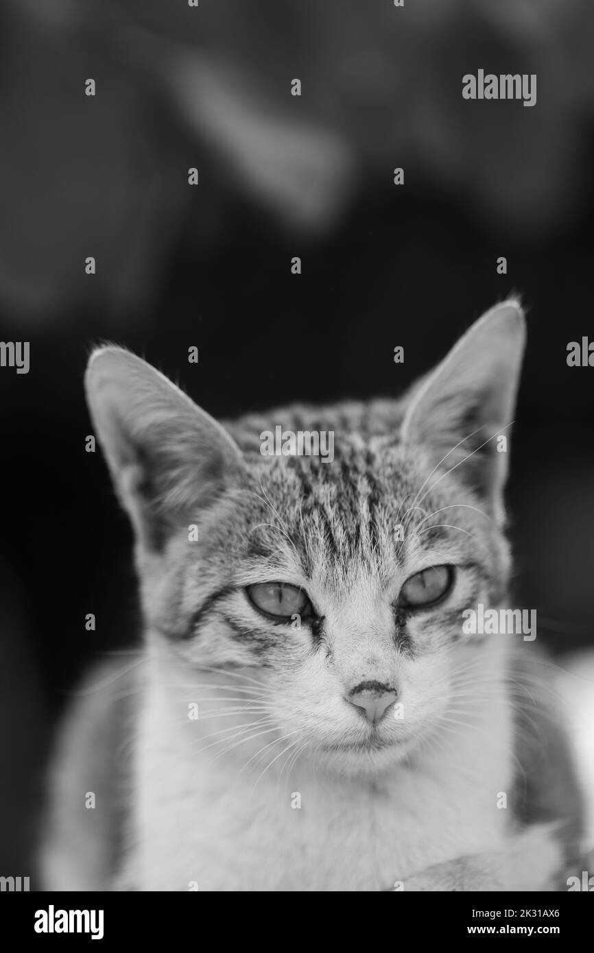 Ein extrem nahes Porträt einer Katze mit Augen, Nase und Schnurrbart in Schwarz und Weiß Stockfoto