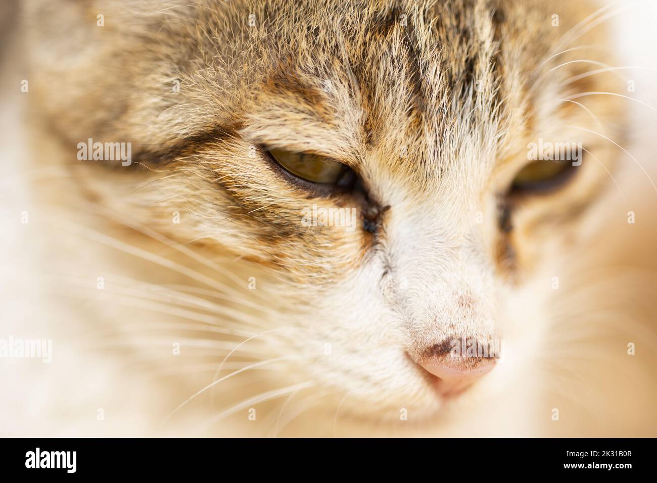 Ein extrem nahes Porträt einer Katze mit Augen, Nase und Schnurrbart Stockfoto