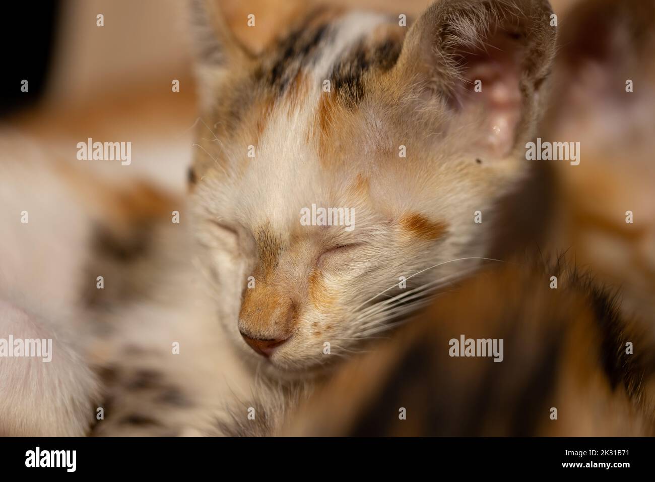 Nahaufnahme eines seitlichen Porträts einer pelzigen Katze mit geschlossenen Augen Stockfoto