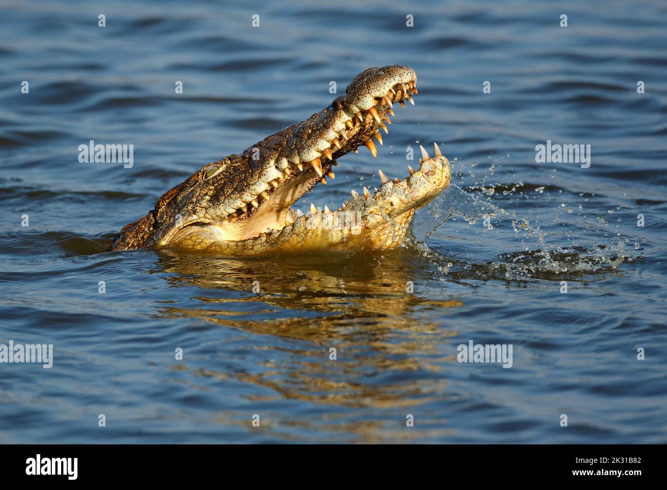 Porträt eines großen Nilkrokodils (Crocodylus niloticus) mit offenem Kiefer im Wasser, Kruger-Nationalpark, Südafrika Stockfoto