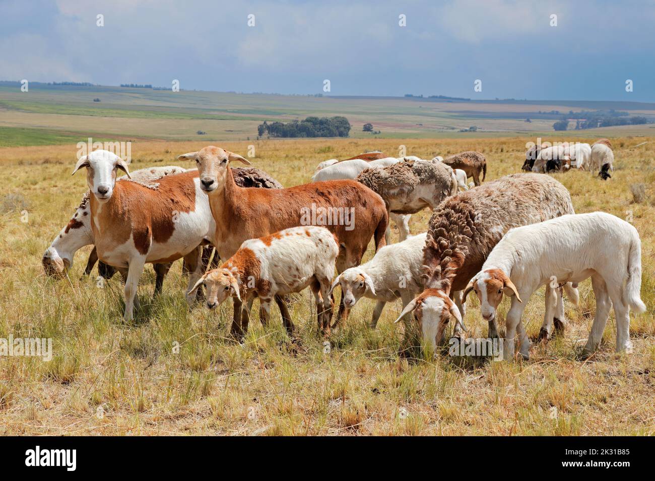 Meatmaster Sheep - indigene Schafrasse aus Südafrika - auf dem ländlichen Bauernhof Stockfoto