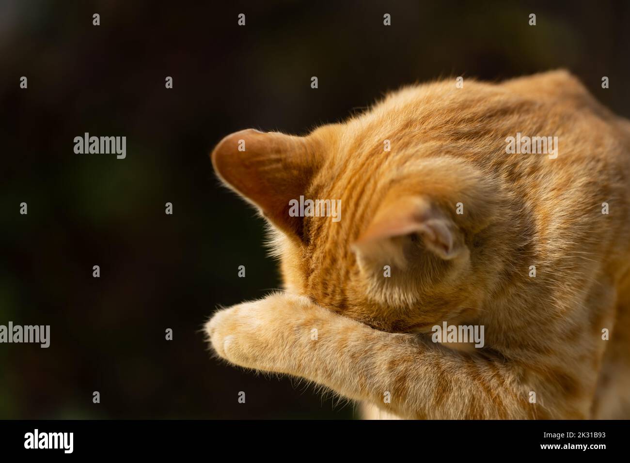 Eine braune Katze mit Streifen, die ihre Pfoten mit der Zunge leckt. Stockfoto