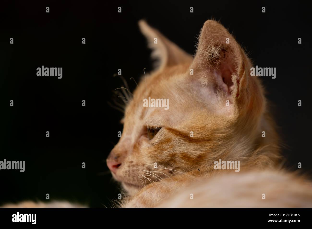 Nahaufnahme Porträt einer Katze mit ihren Augen und Kopierraum Stockfoto