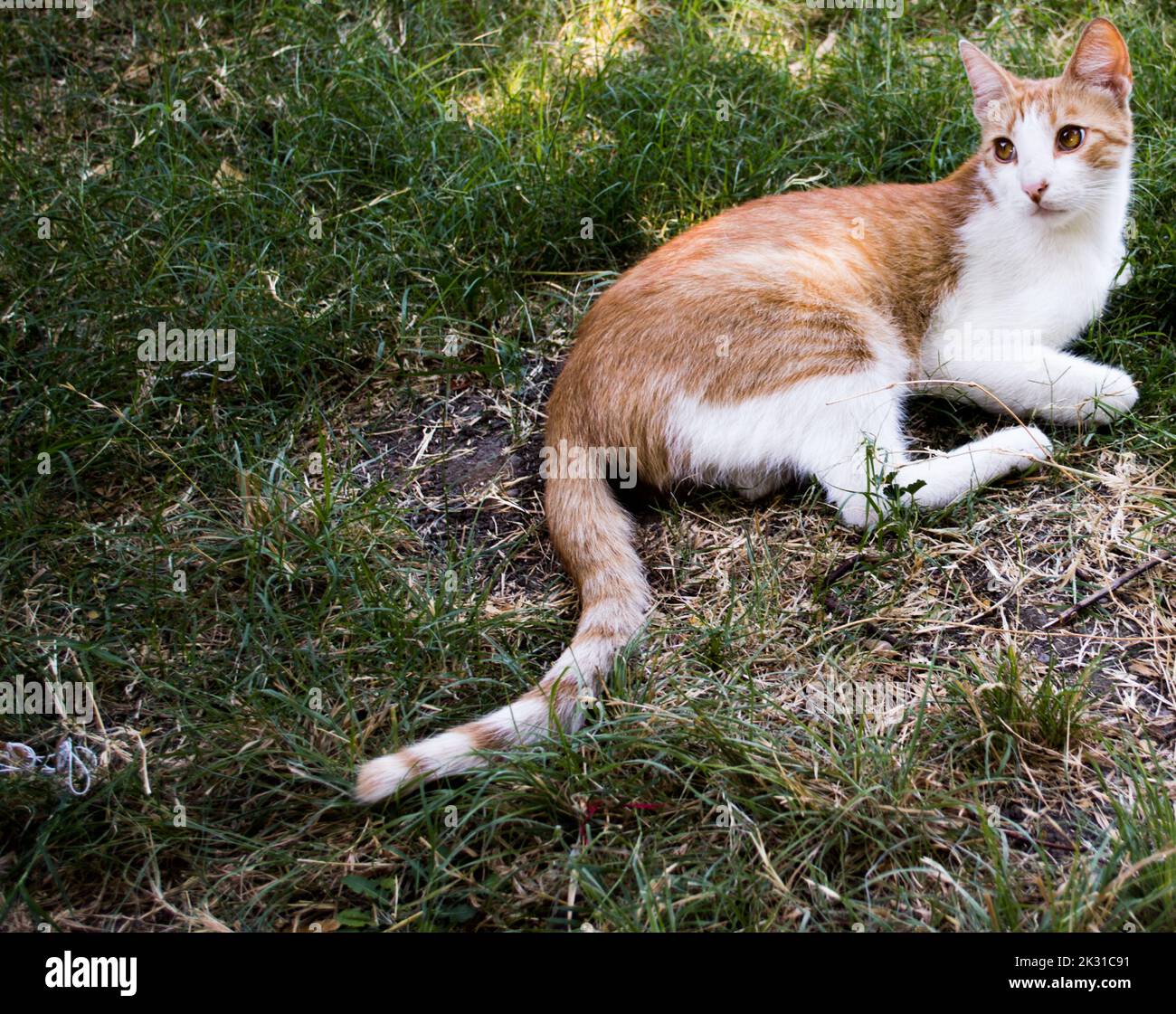 Orange Tabby in grünem Gras Stockfoto