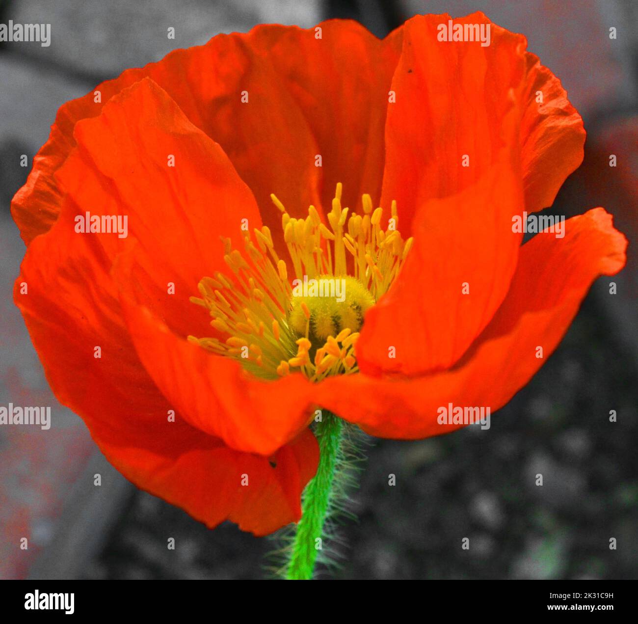 Island-Mohn Stockfoto