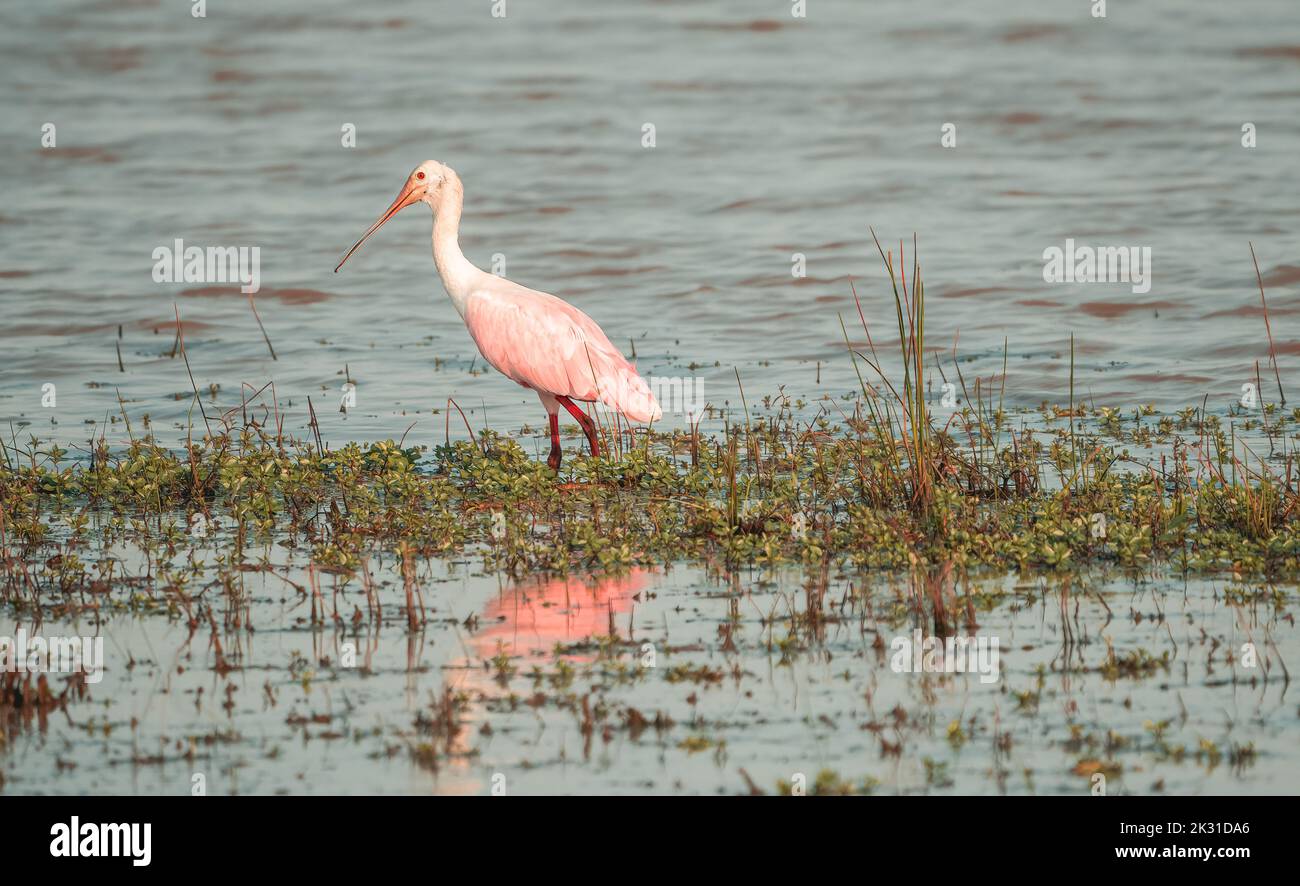 Löffler auf der Suche nach Nahrung in der Nähe des Seeufers Stockfoto