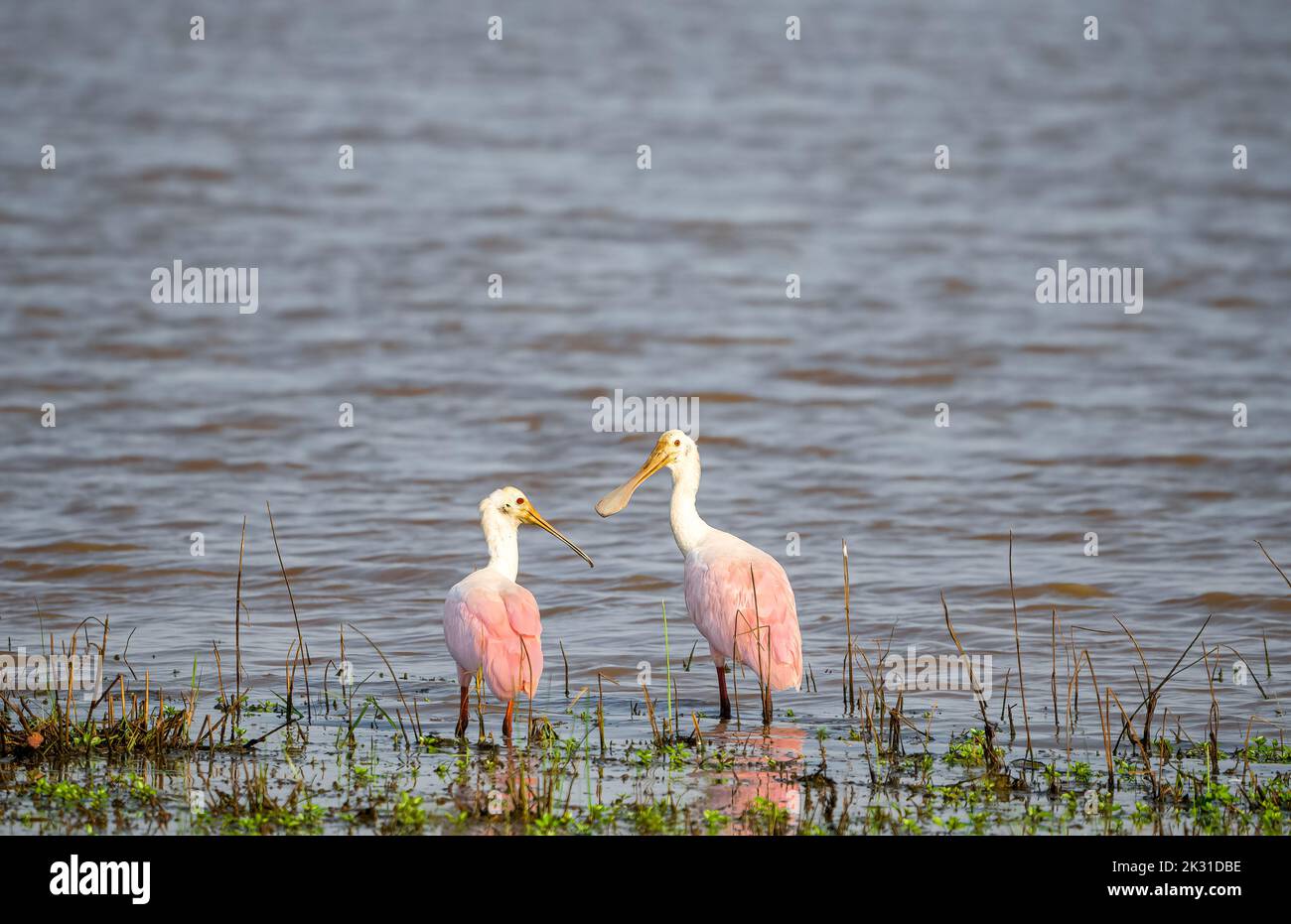 Löffler auf der Suche nach Nahrung in der Nähe des Seeufers Stockfoto