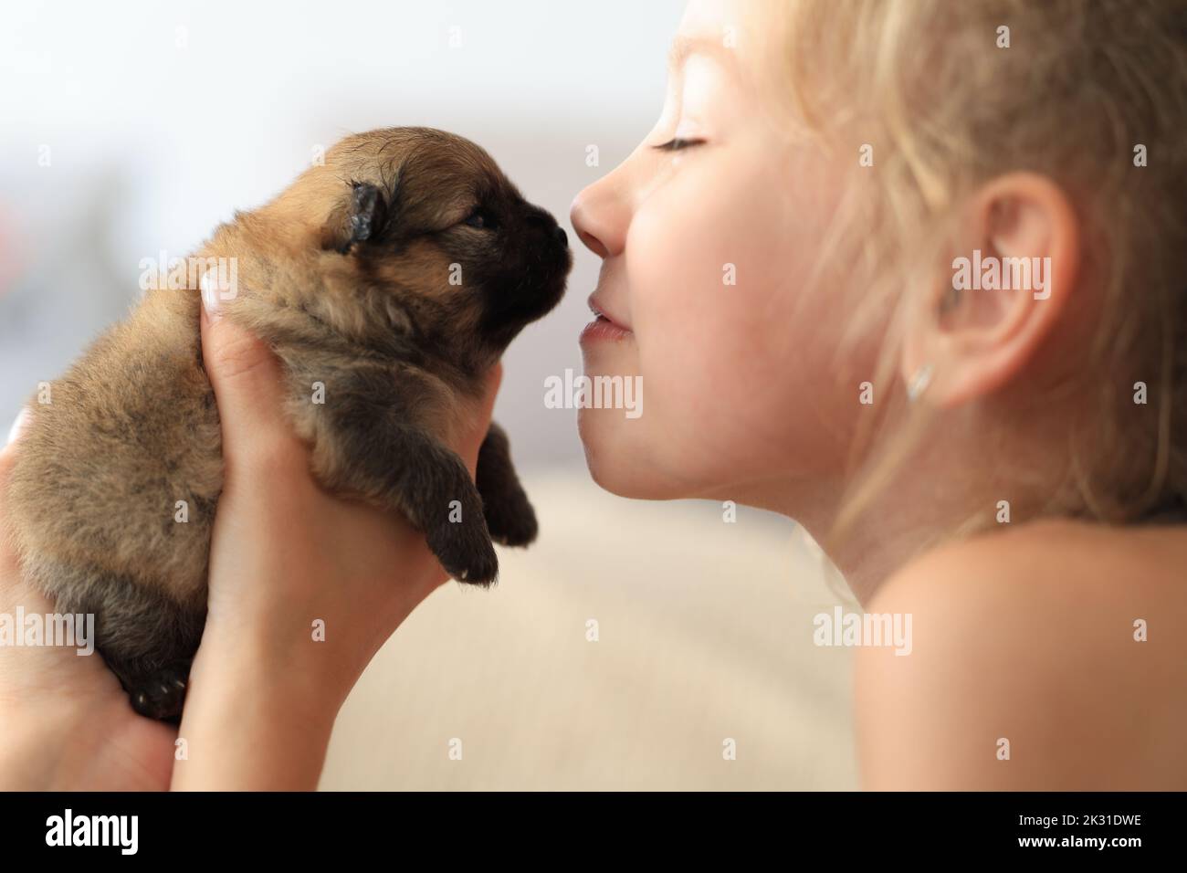Liebenswert Welpen pommern in den Händen des Besitzers. Porträt eines kleinen Hundes Stockfoto