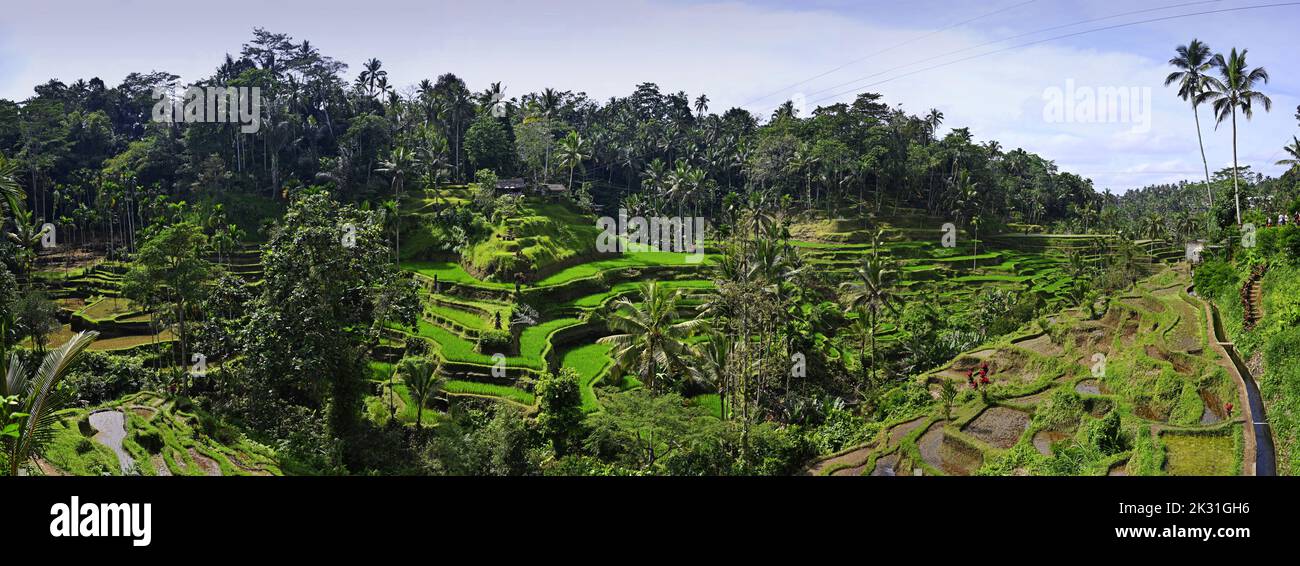 Reisanbau Terrassen Panorama in Bali, Indonesien Stockfoto
