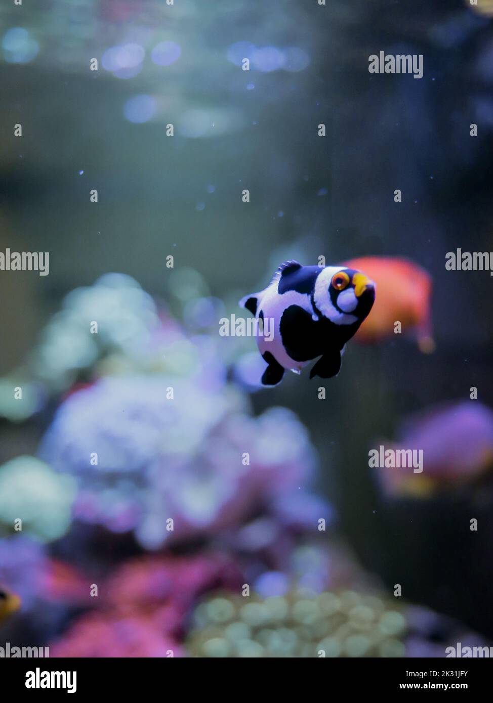 Ein vertikaler Verschluss eines ocellaris Clownfisches (Amphiprion ocellaris) unter dem Meer Stockfoto