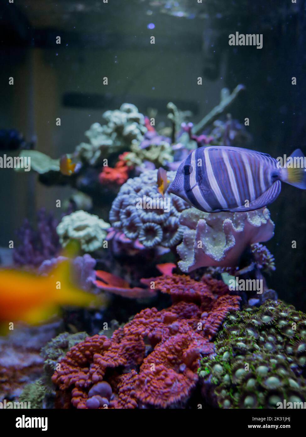 Ein vertikaler Verschluss eines Maninis (Acanthurus triostegus) unter dem Meer Stockfoto