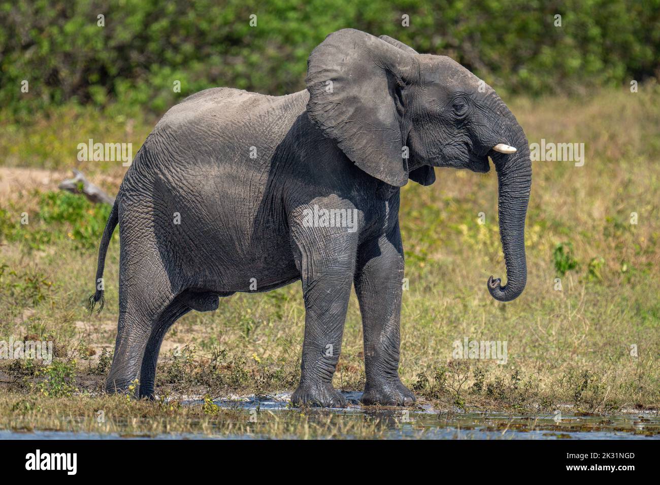 Der afrikanische Elefant steht am Flussufer und hebt den Kopf Stockfoto