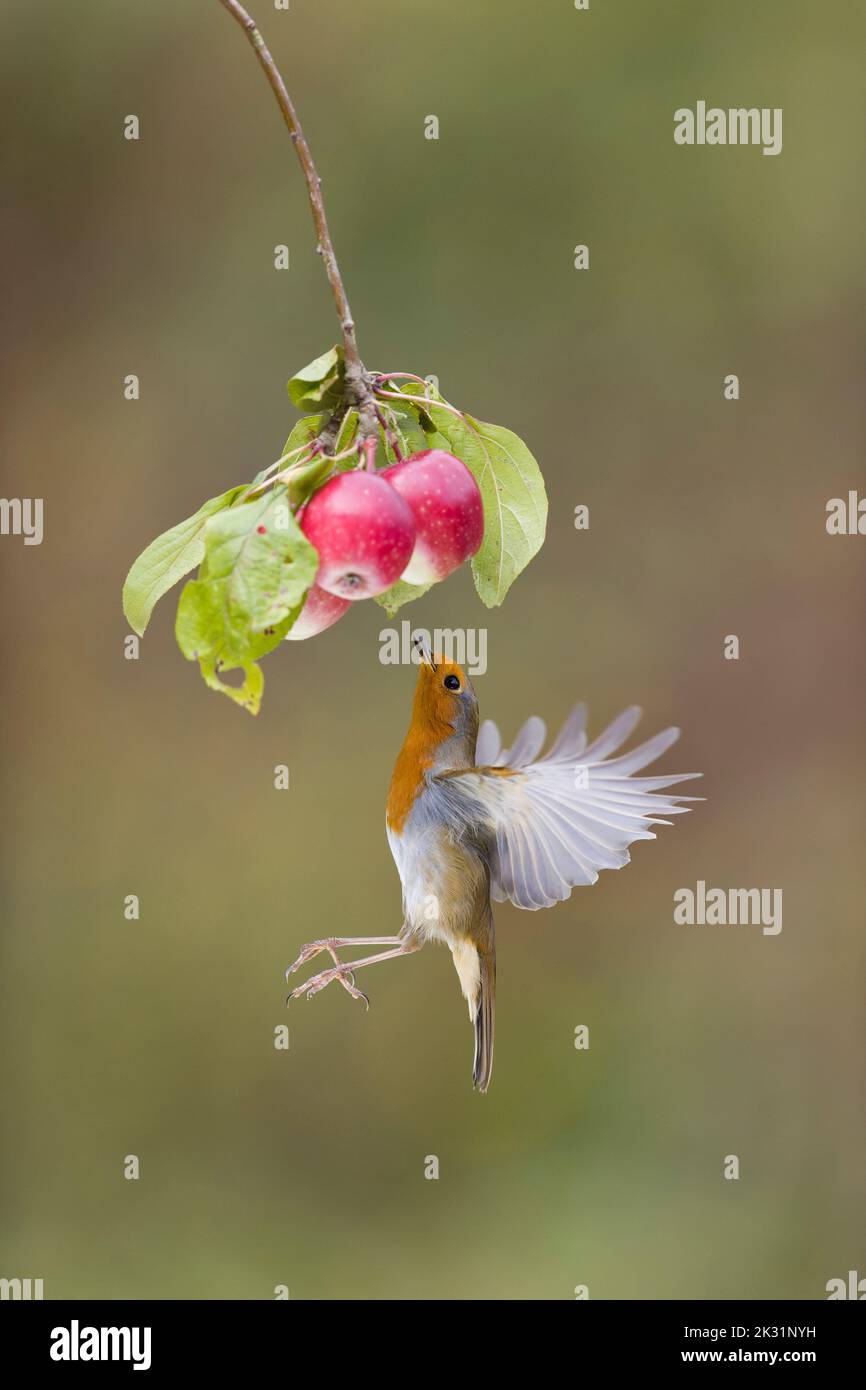 Erithacus rubecula, ein erwachsener, fliegender, unter einem Apfelzweig schwebender Rotweiner auf der Suche nach Beutetieren, Suffolk, England, September Stockfoto