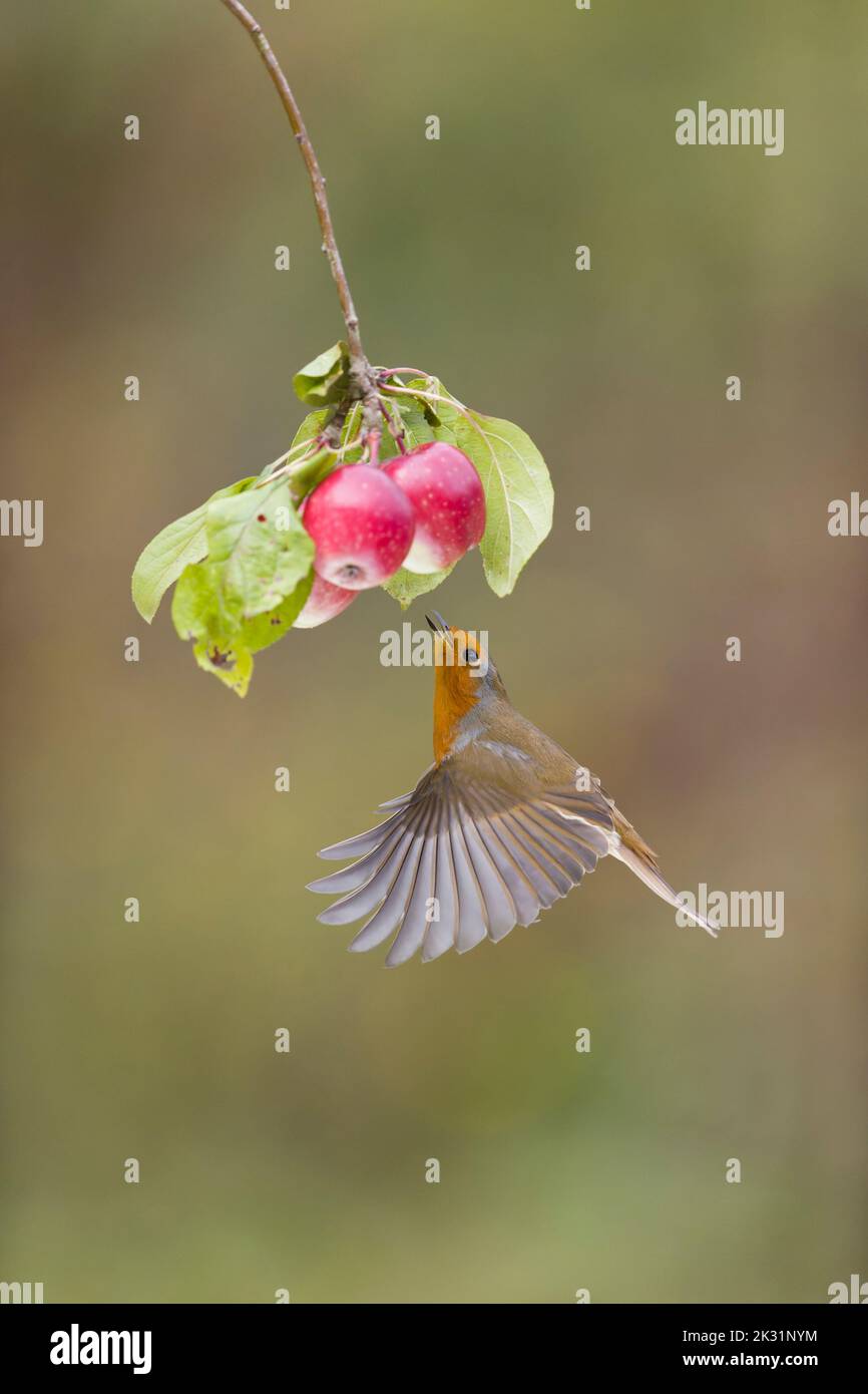 Erithacus rubecula, ein erwachsener, fliegender, unter einem Apfelzweig schwebender Rotweiner auf der Suche nach Beutetieren, Suffolk, England, September Stockfoto