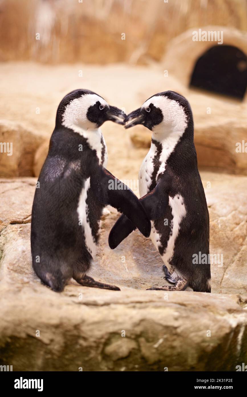 Penquins wählen Partner fürs Leben. Zwei Pinguine stehen Schnabel zu Schnabel. Stockfoto
