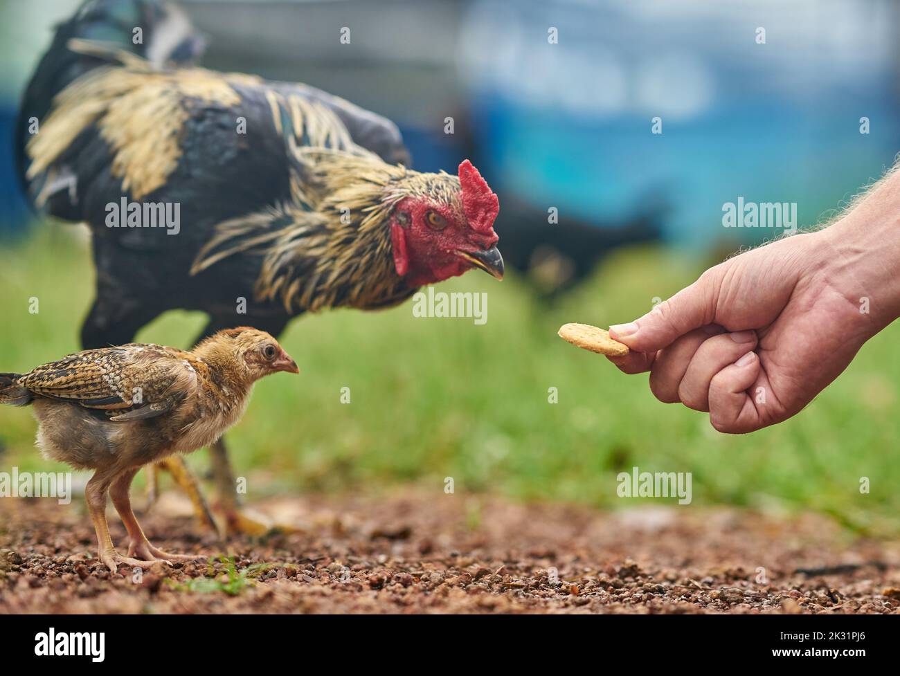 Ein Huhn nimmt einen Keks aus einer menschlichen Hand, konzeptuelles Bild, das den Keks nimmt. Stockfoto