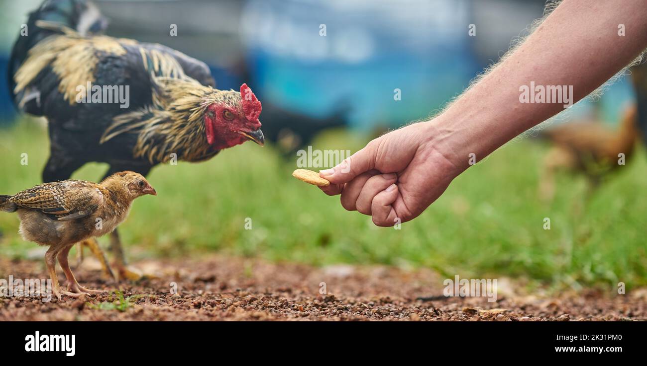 Ein Huhn nimmt einen Keks aus einer menschlichen Hand, konzeptuelles Bild, das den Keks nimmt. Stockfoto