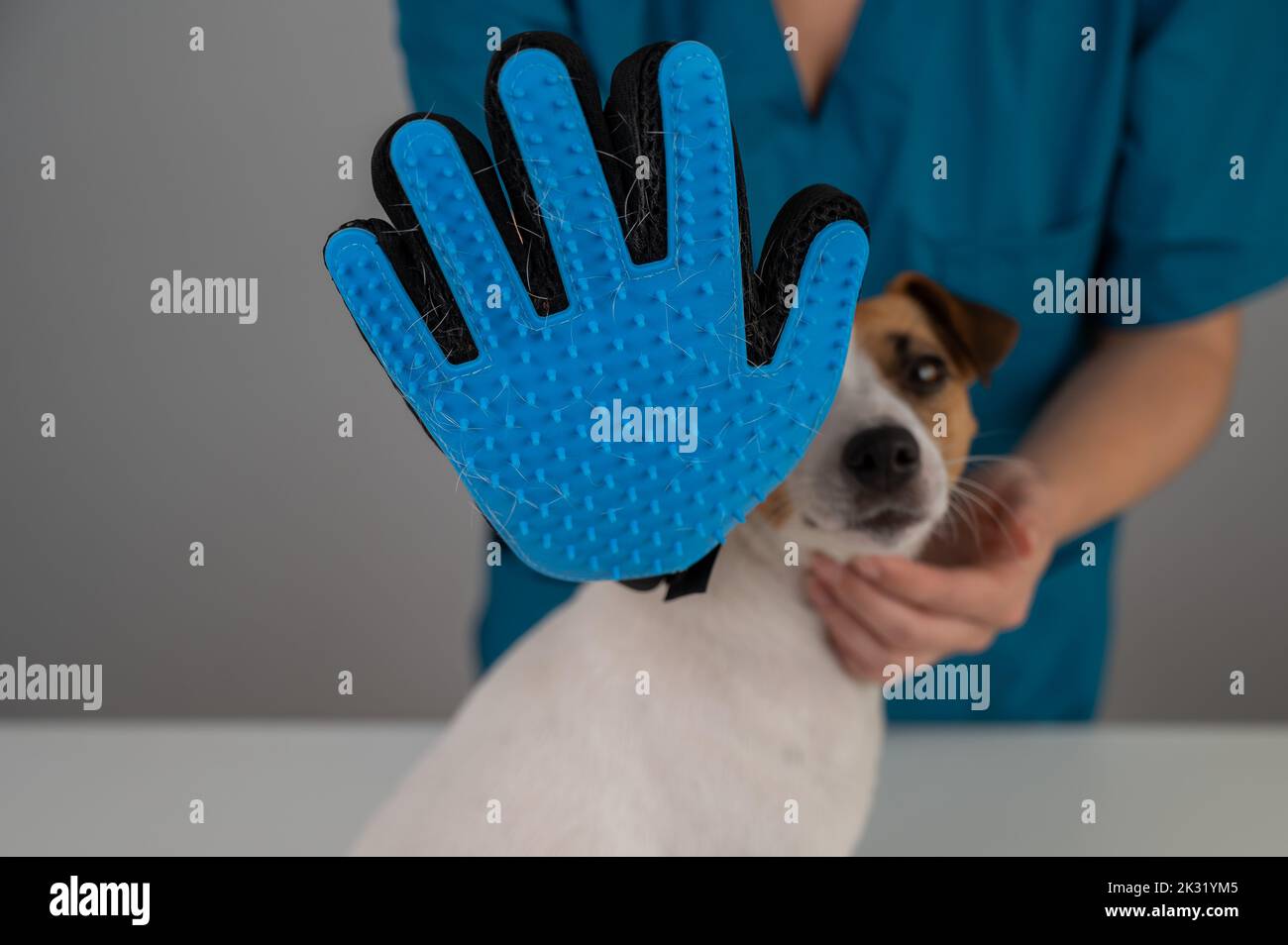 Tierarzt kämmt einen Jack Russell Terrier Hund mit einem speziellen Handschuh. Stockfoto