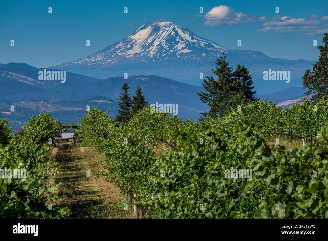 Weinberg mit Mount Adams im Hintergrund, Hood River County, Oregon, USA Stockfoto