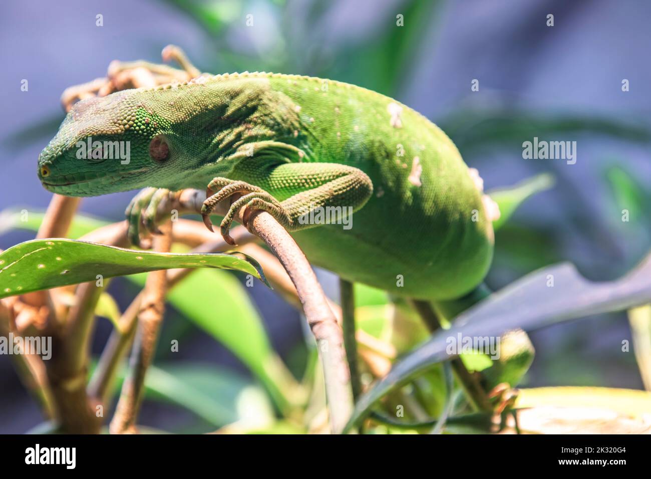 Nahaufnahme des weiblichen Fidschis gebänderter Leguan (Brachylophus fasciatus), einer arborealen Eidechsart, die in einigen der südöstlichen Fidschi-Inseln endemisch ist Stockfoto