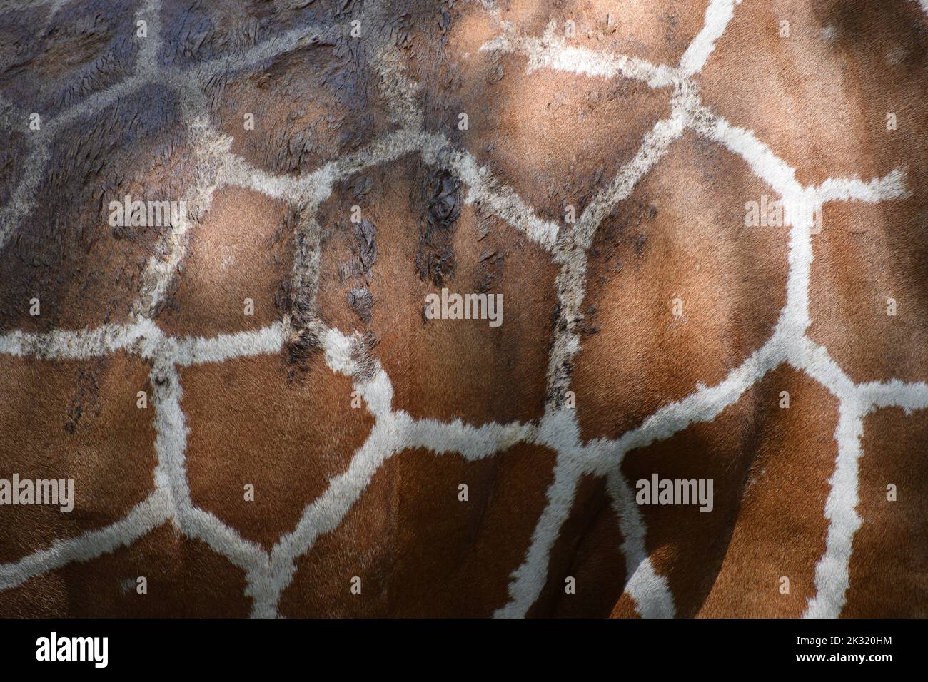 Haut der Giraffe Stockfoto