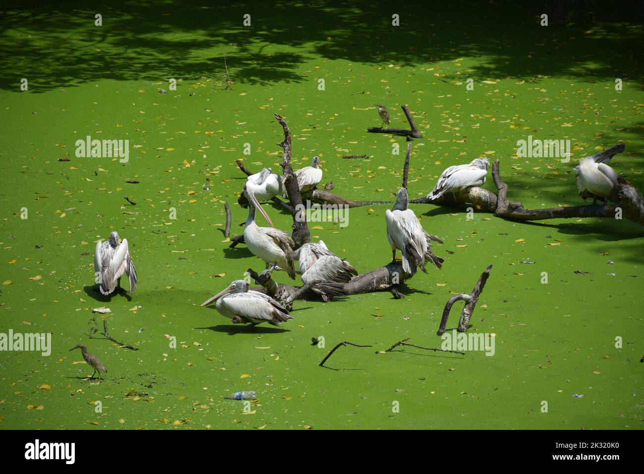 Gruppe von Pelikanen Stockfoto