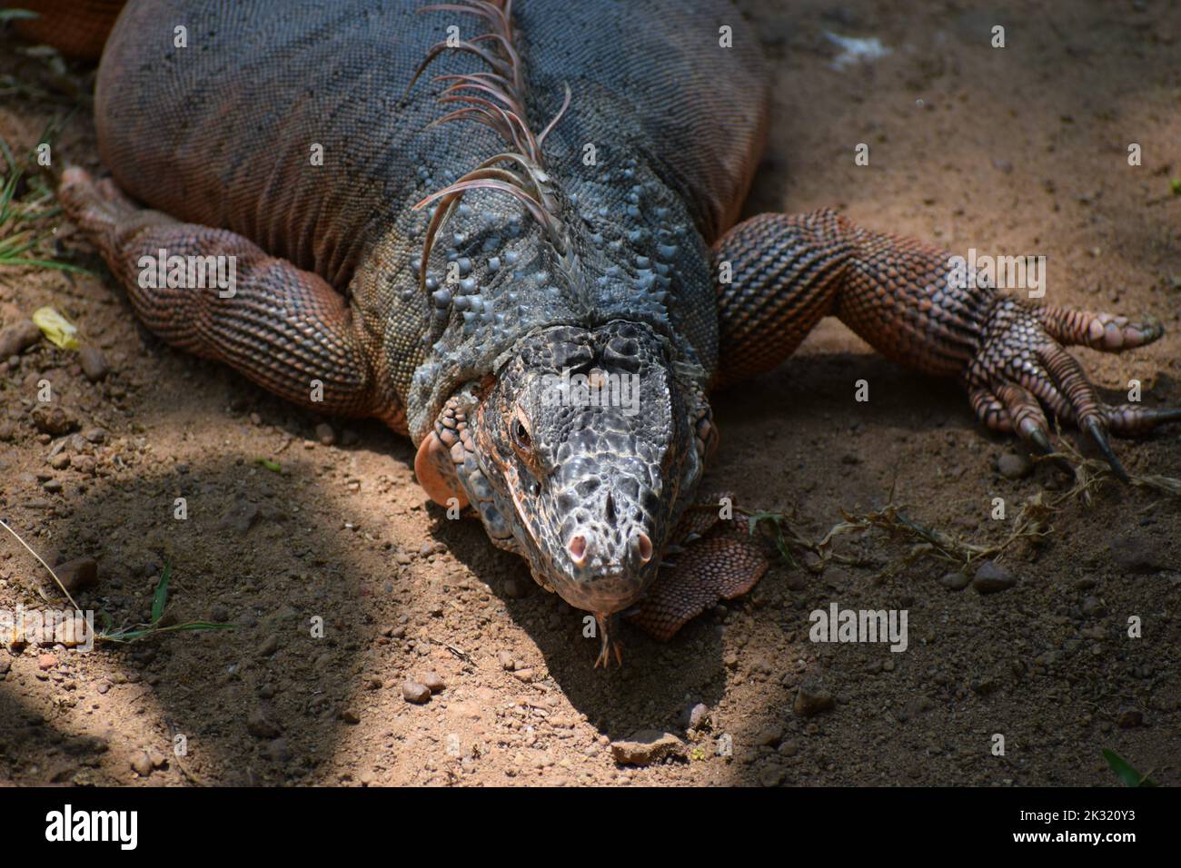 Galapagos Land iguana Stockfoto