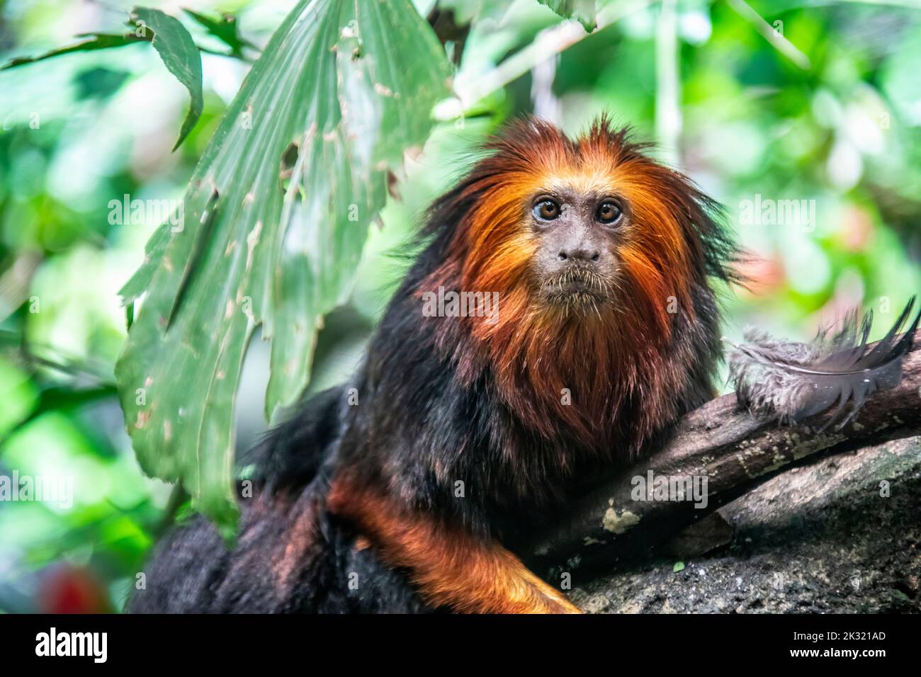 Der goldköpfige Löwentamarin (Leontopithecus chrysomelas) ist ein Löwentamarin, das in Brasilien endemisch ist. Sie gilt als gefährdete Art. Stockfoto