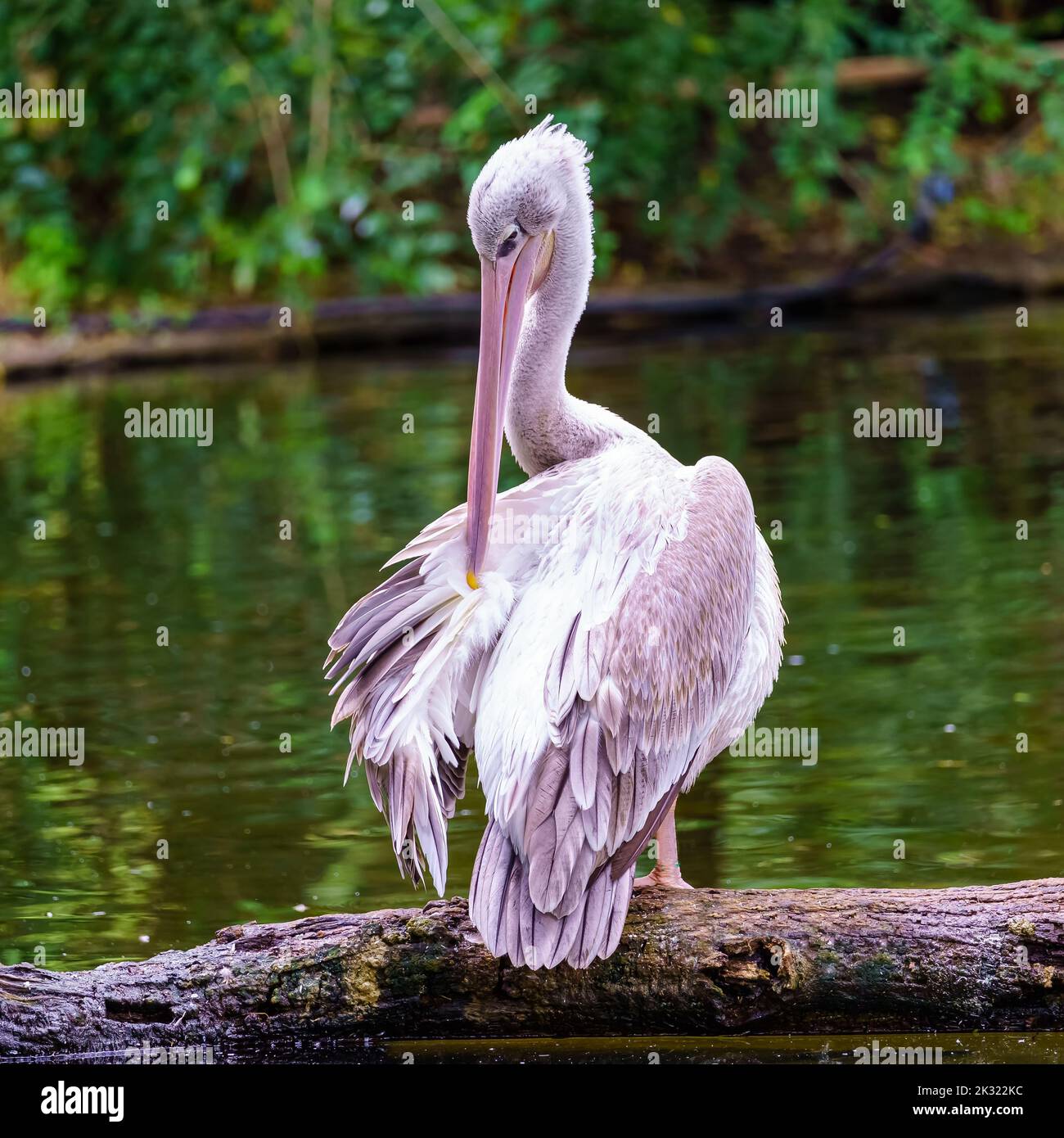 Großer Pelikan, der auf einem Baumstamm im See thront und das Gefieder fixiert Stockfoto