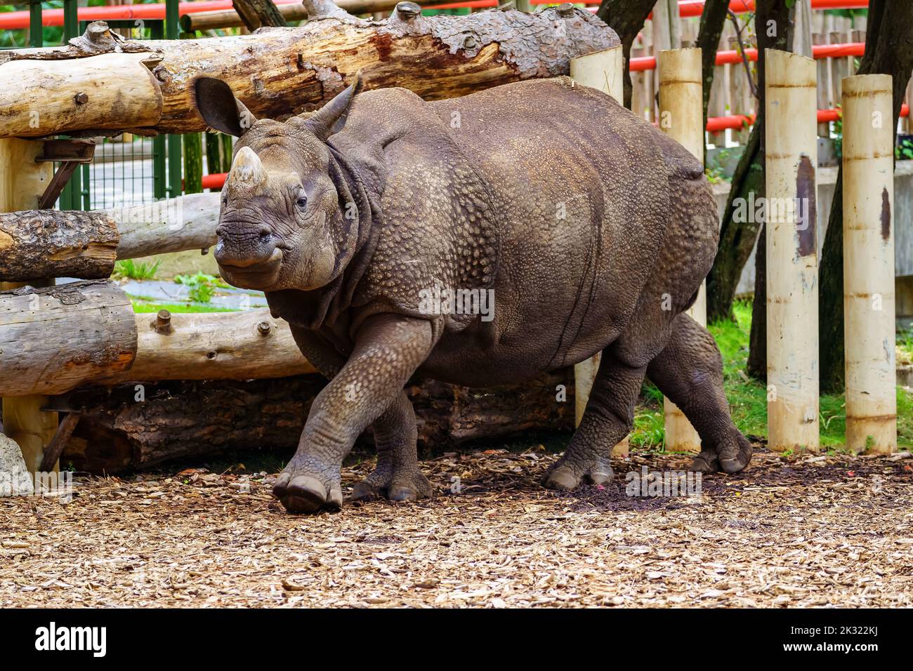 Asiatisches Nashorn mit trotziger Haltung, die zur Kamera geht. Stockfoto