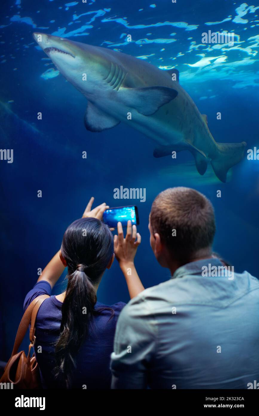 Erfassung eines Wasserkönigs. Ein junges Paar, das einen Schnappschuss der Fische in einem Aquarium nimmt. Stockfoto