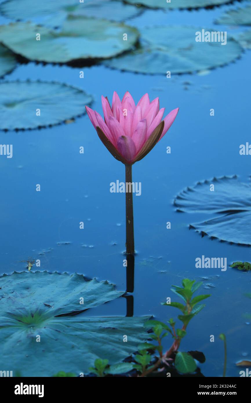 Lotus Pink Violett schwimmende Licht funkeln lila Hintergrund Stockfoto