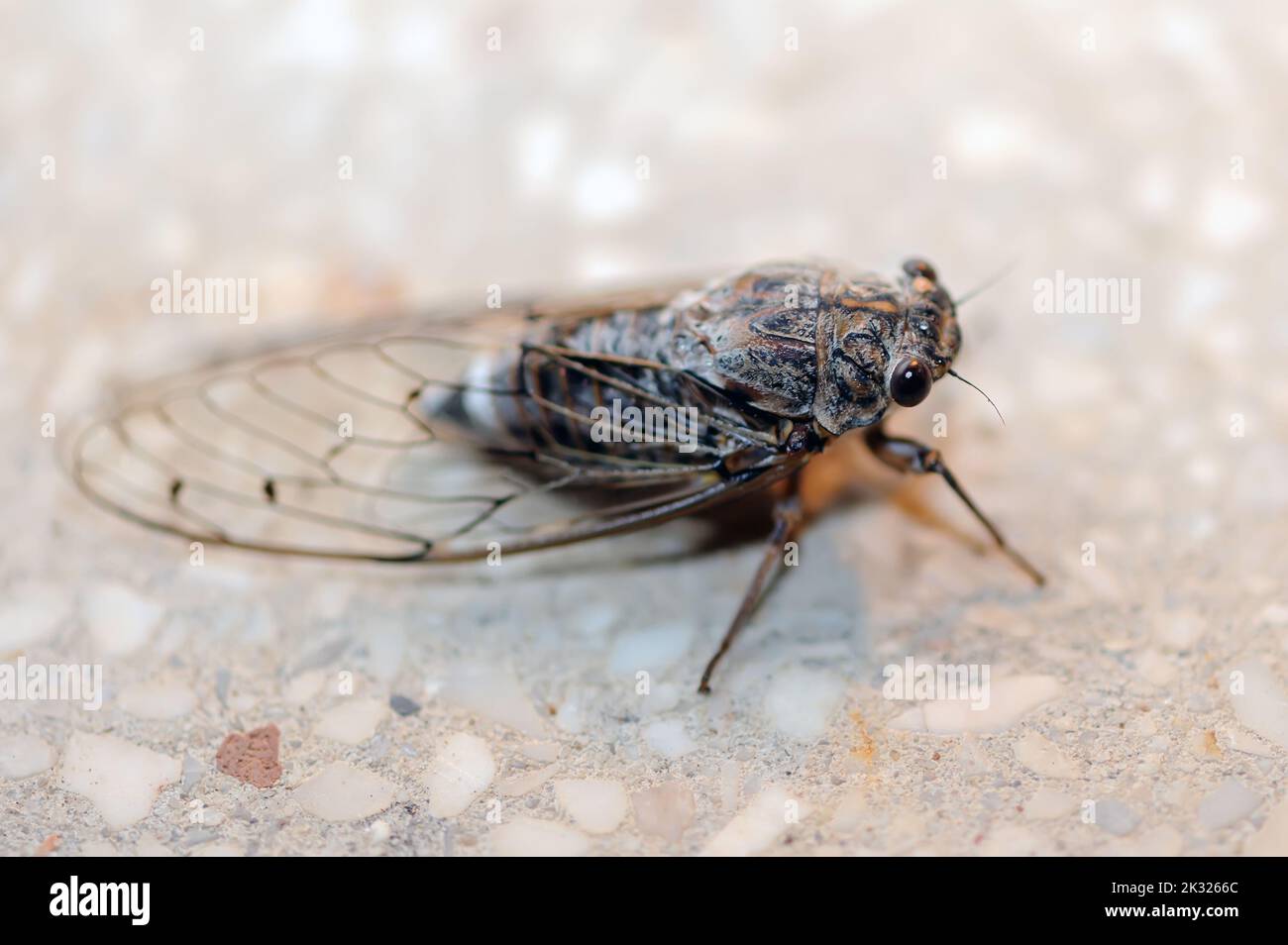 Die Makroansicht des Cicada-Insekts auf dem Boden Stockfoto