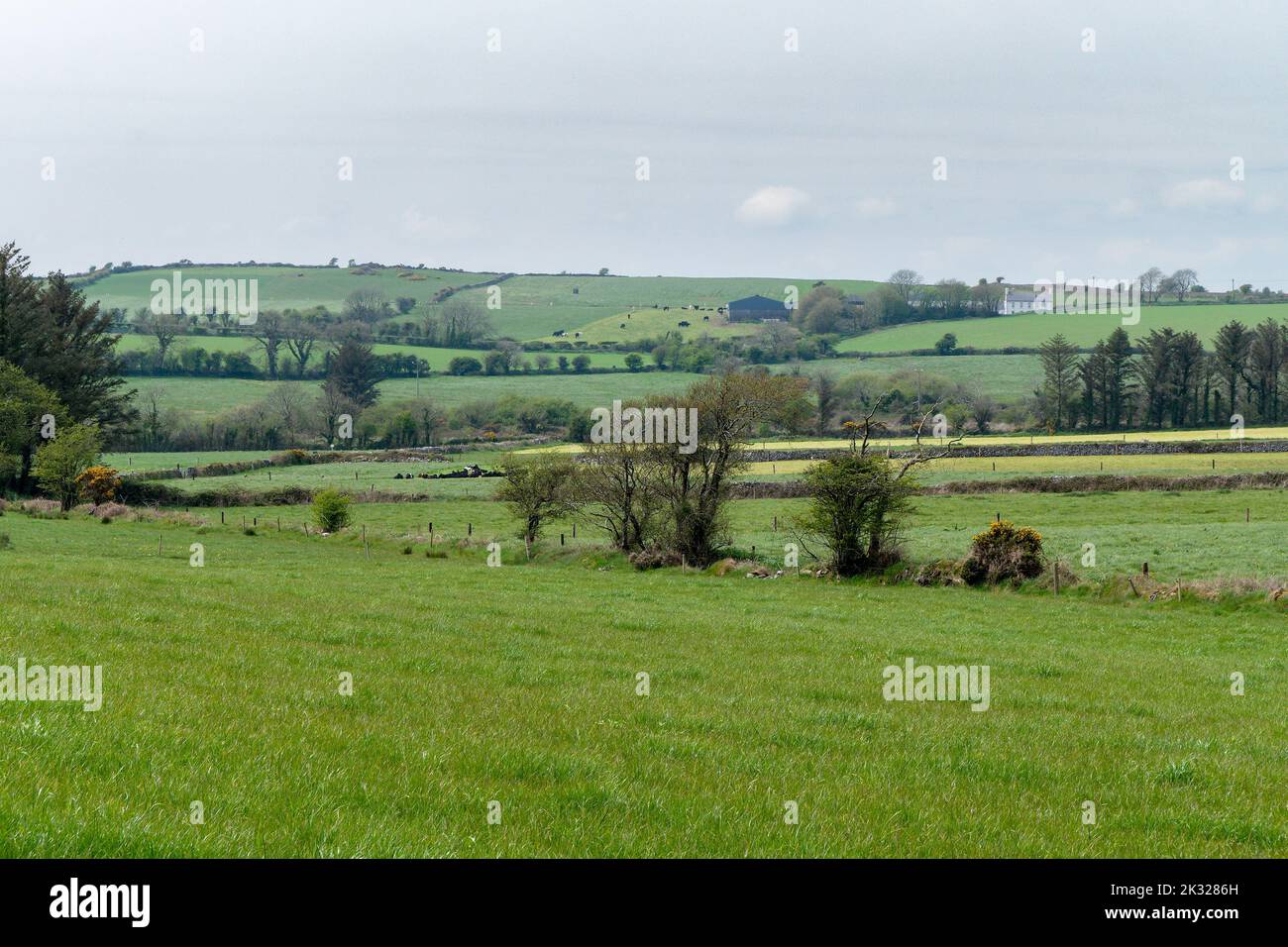 Die grünen Hügel Irlands. Eine malerische ländliche Gegend im Süden der Insel Irland. Ackerland. Stockfoto