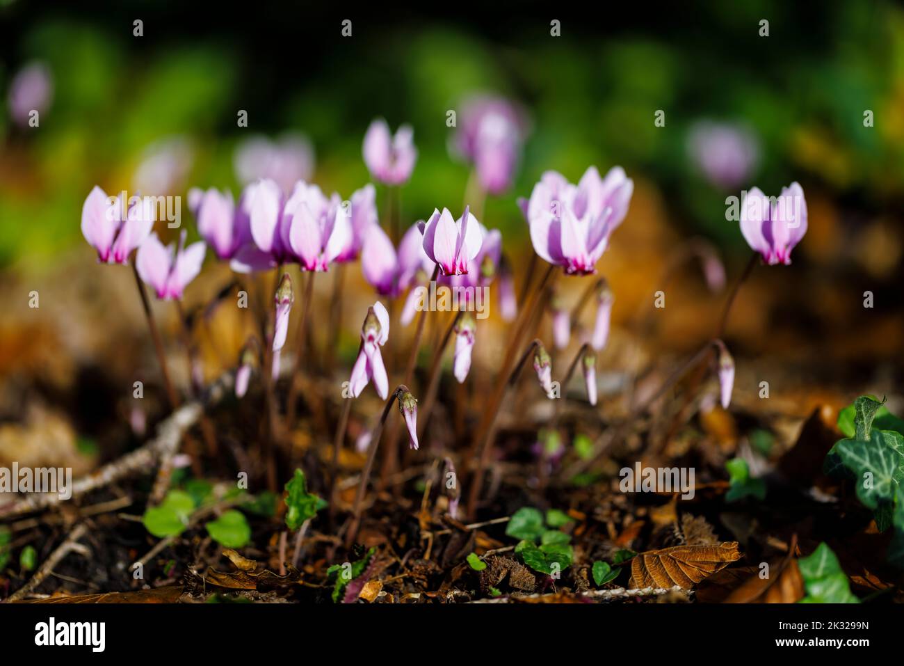 Ein im Herbst blühender Klumpen von hübschen rosa Cyclamen hederifolium (efeublättrige Cyclamen) in einem Garten in Surrey, Südostengland, Nahaufnahme Stockfoto