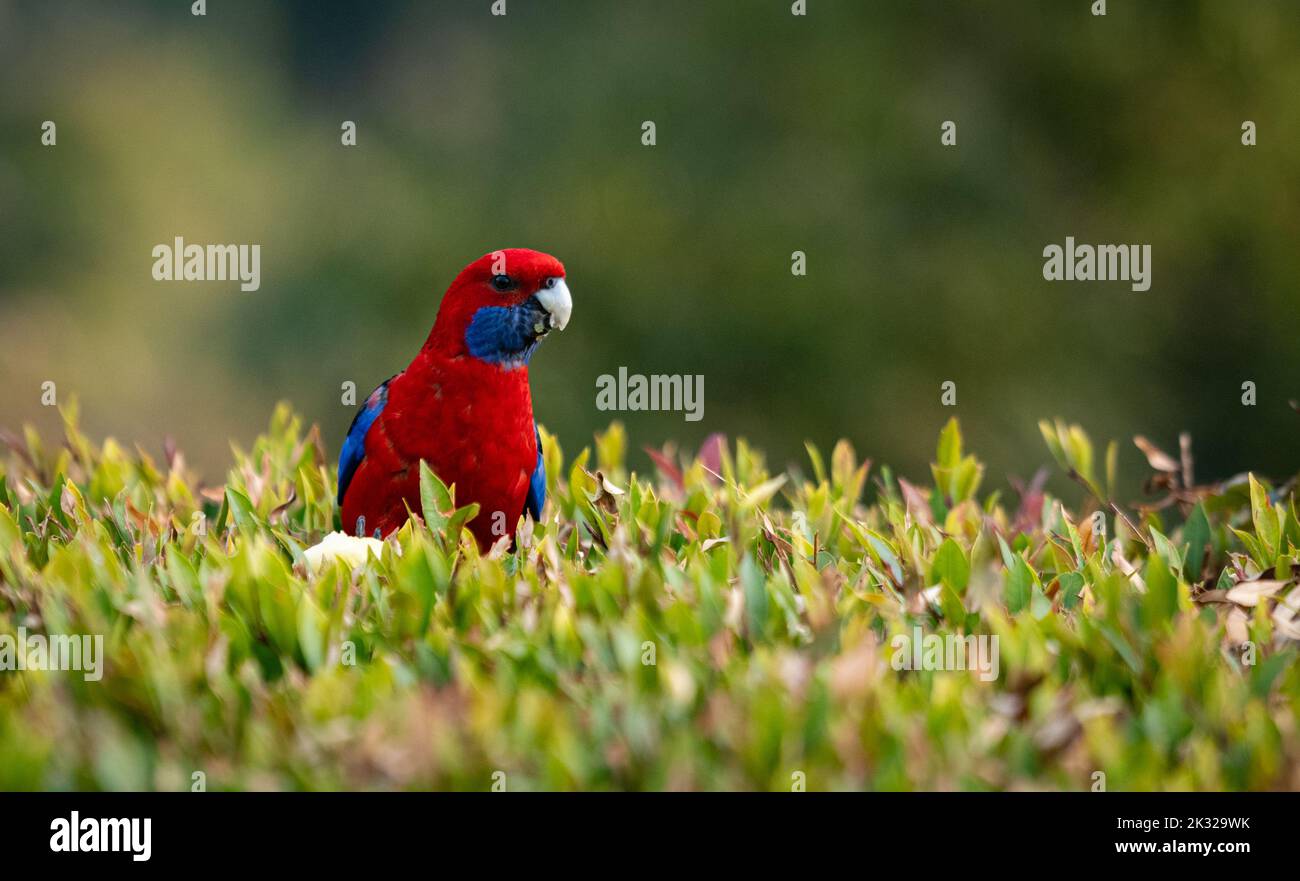 Crimson Rosella thront in einem Baum im Regenwald (wissenschaftlicher Name - Platycercus elegans) Stockfoto