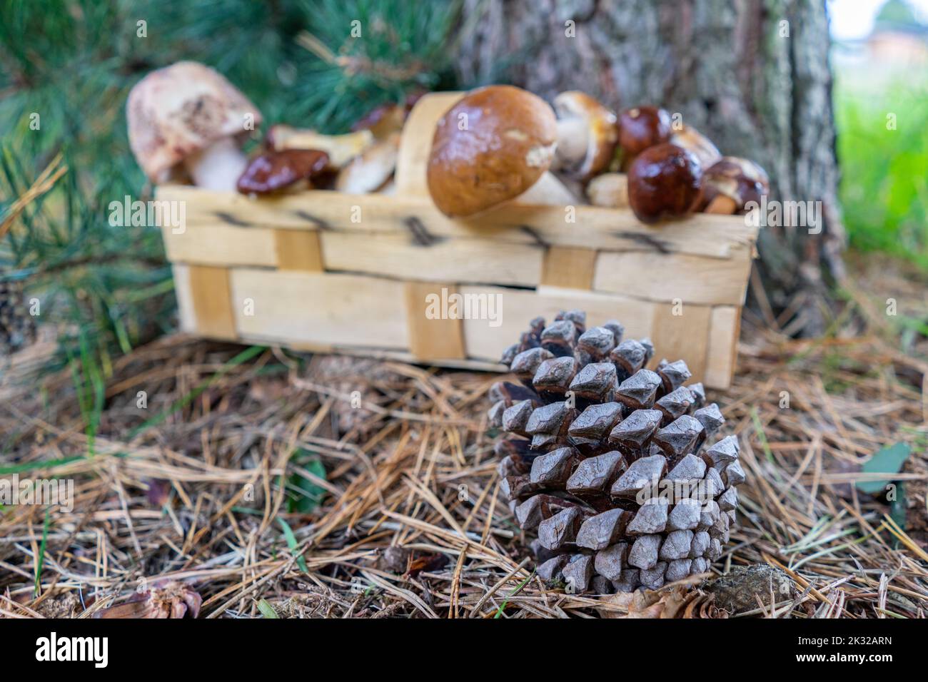 Frisch gepflückte Pilze aus dem Wald im Korb Stockfoto