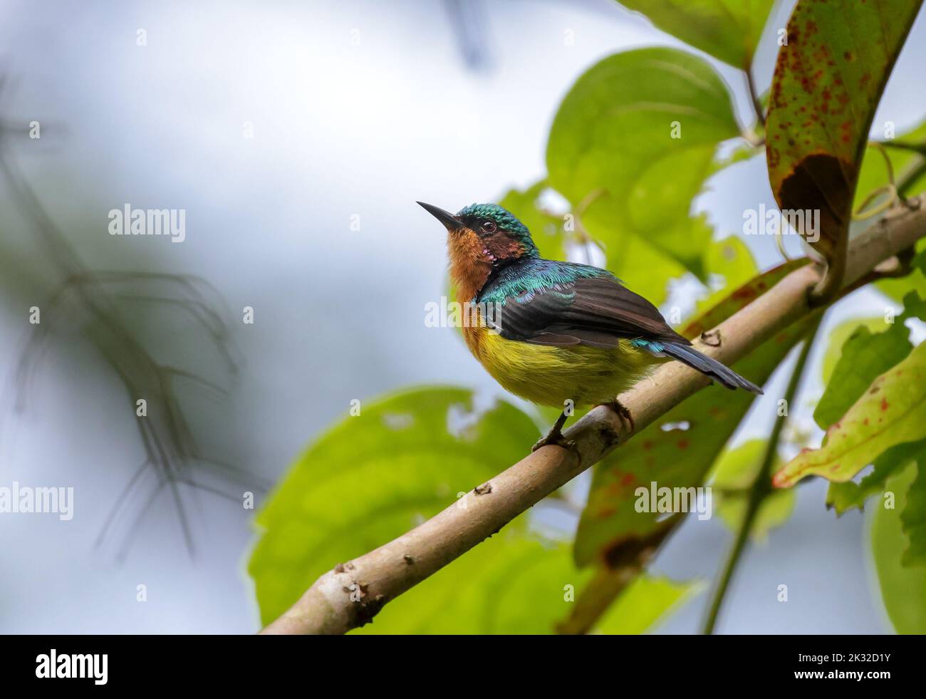 Rubinwanzen-Sonnenvögel (Männchen). rubinwanzen-Sonnenvögel ist eine Art von Sonnenvögeln in der Familie Nectariniidae. Stockfoto