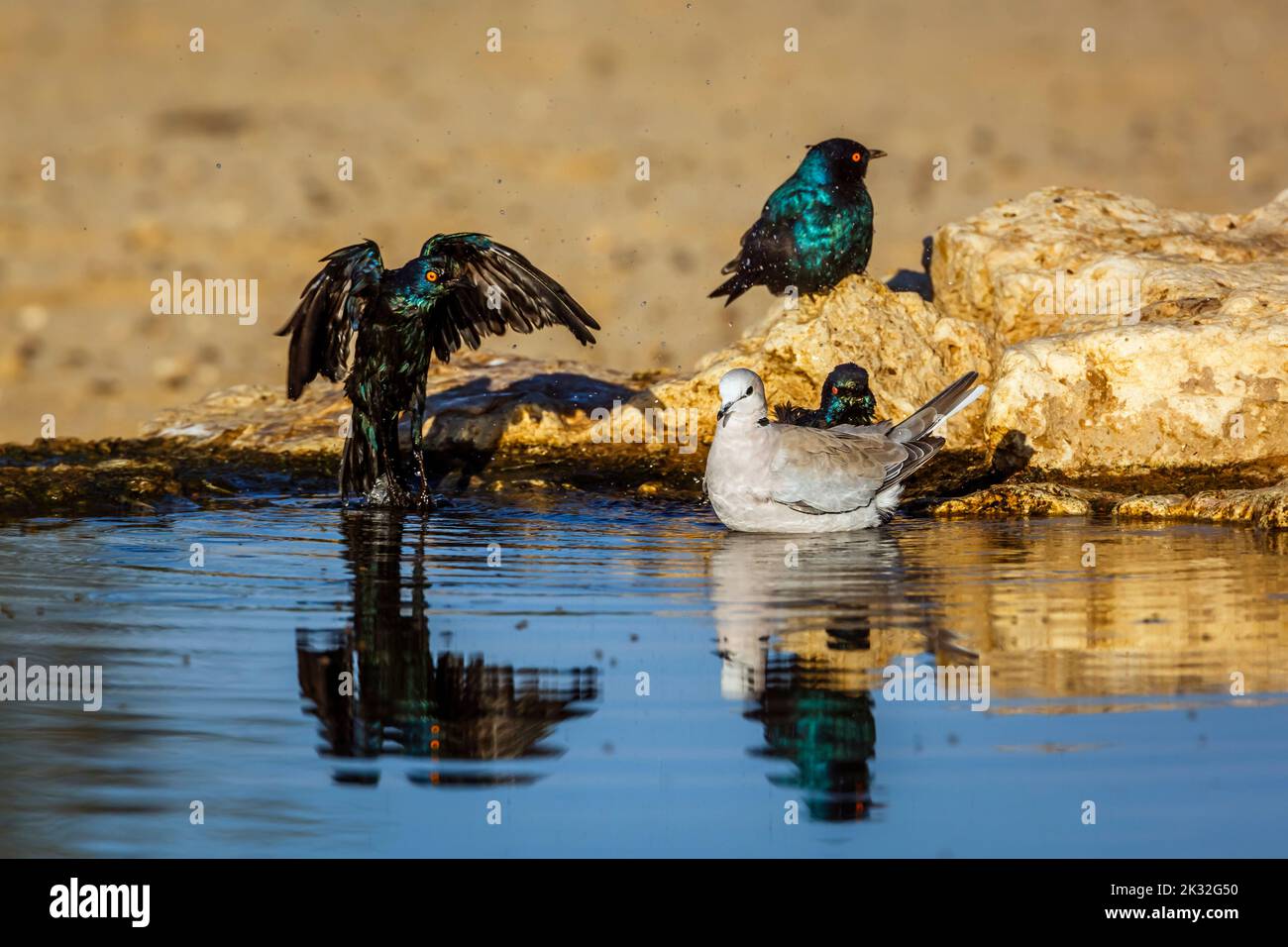 Ringhalstaube und Cape Glossy Starling in Waterhole in Kgalagadi Transfrontier Park, Südafrika; specie Streptopelia capicola und Lamprotornis n Stockfoto