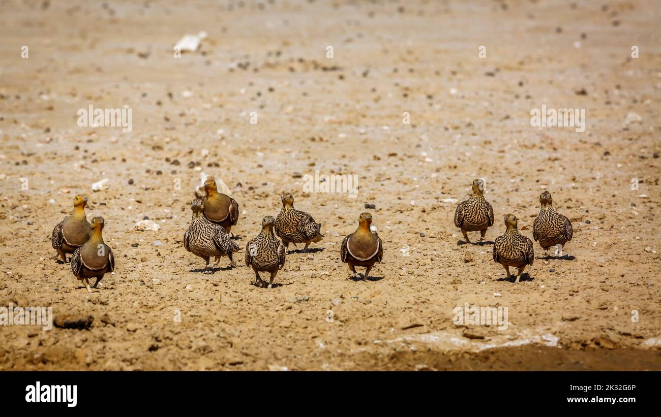 Gruppe von Namaqua-Sandhuhn, die in trockenem Land im Kgalagadi Transfrontier Park, Südafrika, Vorderansicht geht; Specie Pterocles namaqua Familie von Pteroclid Stockfoto