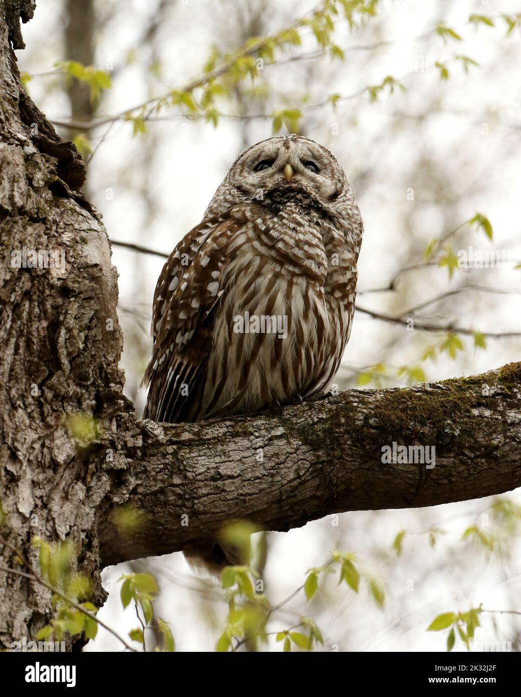 Schöne Erwachsene Sperlingseule Stockfoto