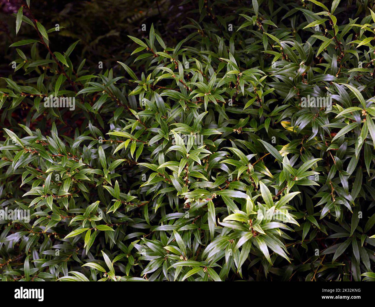 Nahaufnahme des kleinen immergrünen winterblühenden Strauches Sarcococca hookeriana var digyna mit rötlichen Stielen und lanzettlichen Blättern und duftenden Blüten Stockfoto