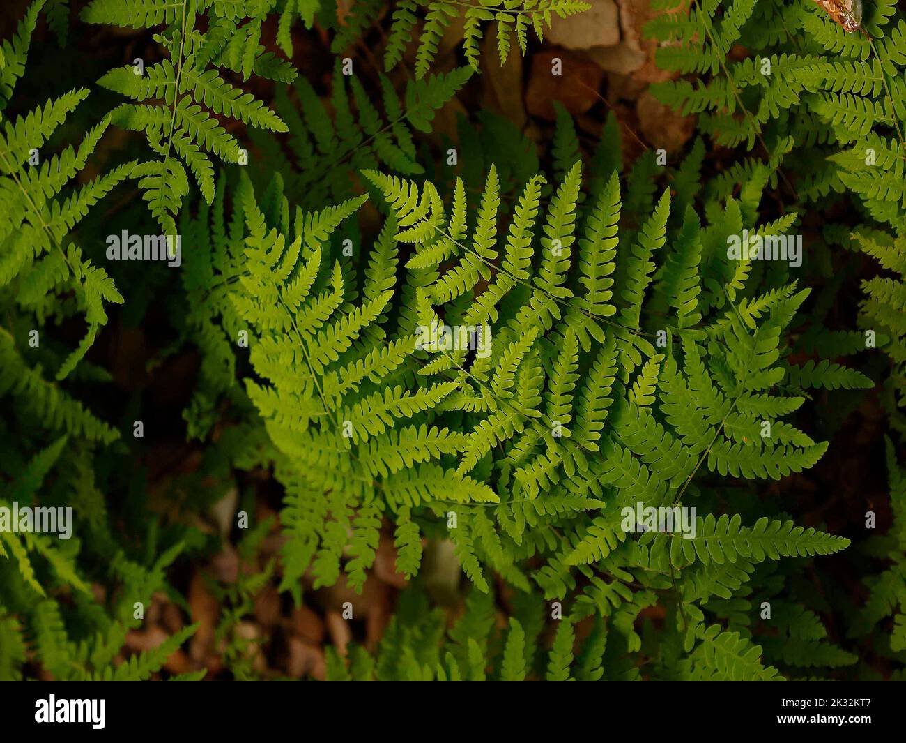 Nahaufnahme der Laubgartenpflanze Thelypteris palustris ideal für feuchte Böden und Schatten. Stockfoto