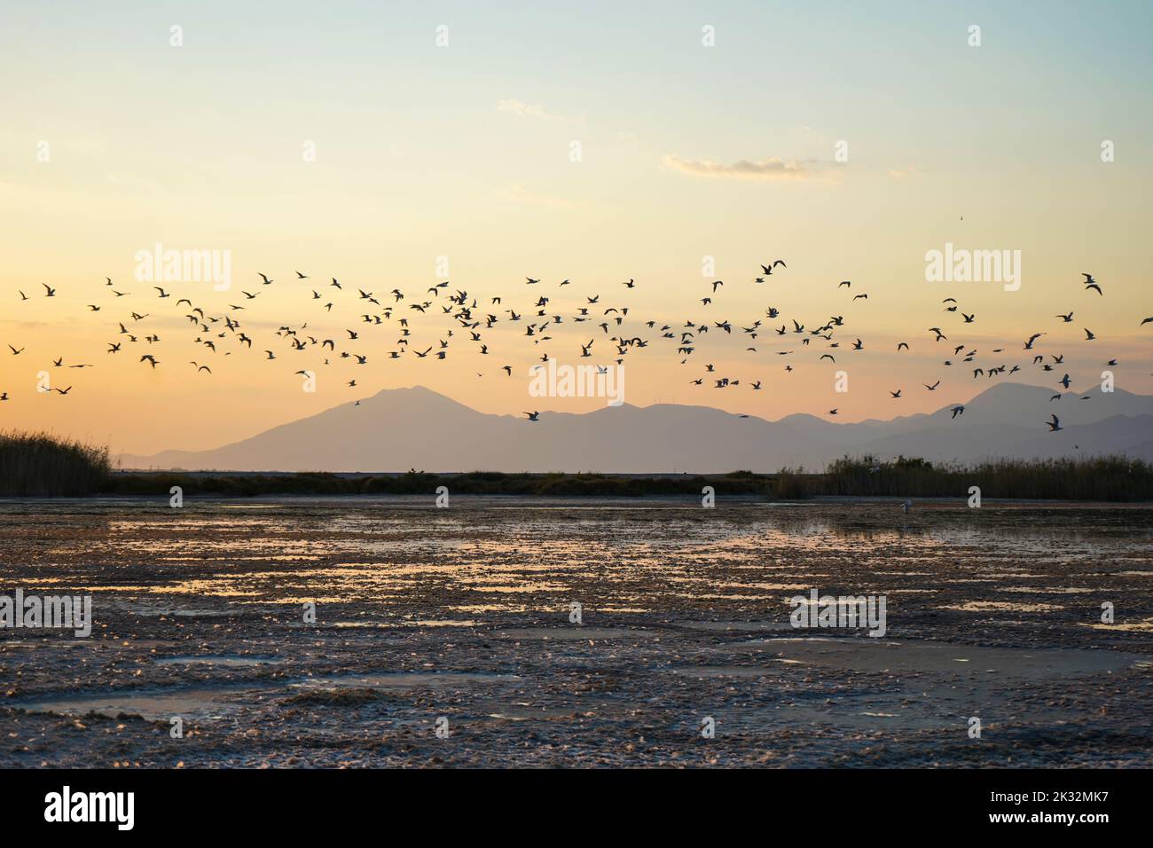 Vogelschar, der bei Sonnenuntergang über der ornithologischen Bucht fliegt Stockfoto
