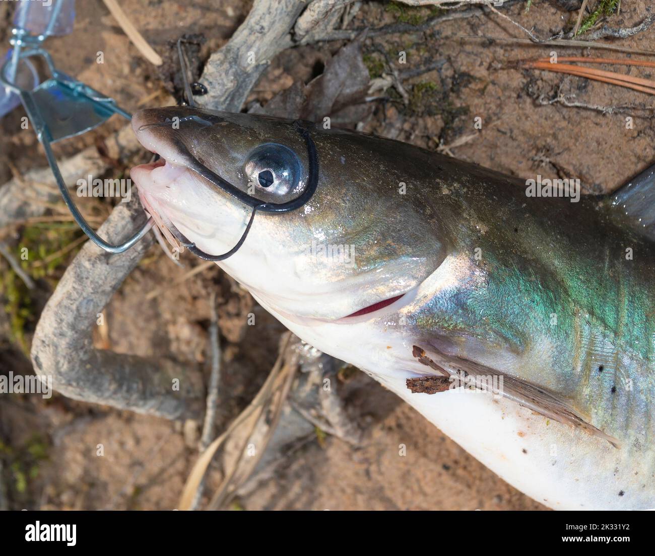 Frisch gefangener Wels auf einem Metallstringer Stockfoto