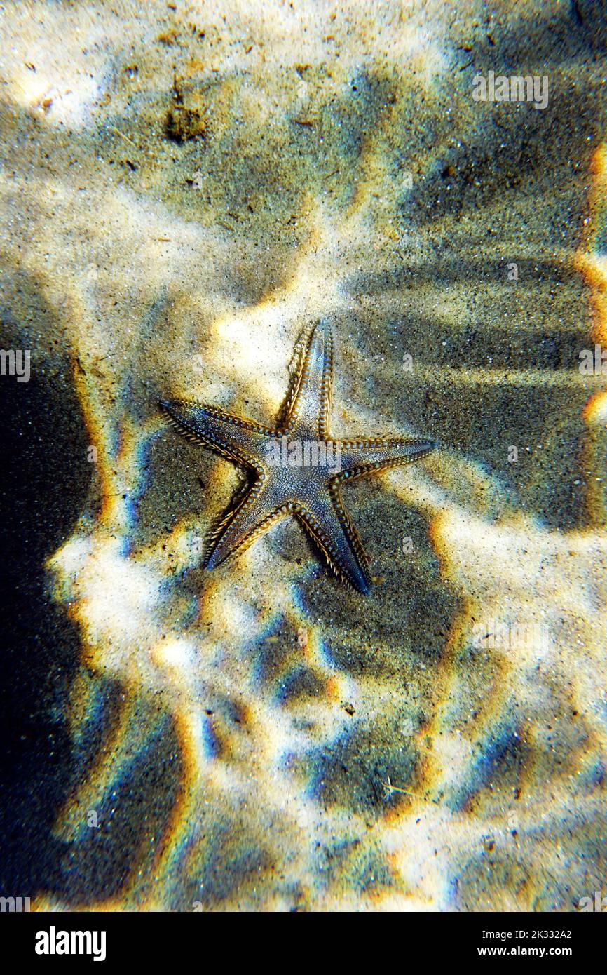 Unterwasserbild des mediterranen Sandmeersterns Stockfoto
