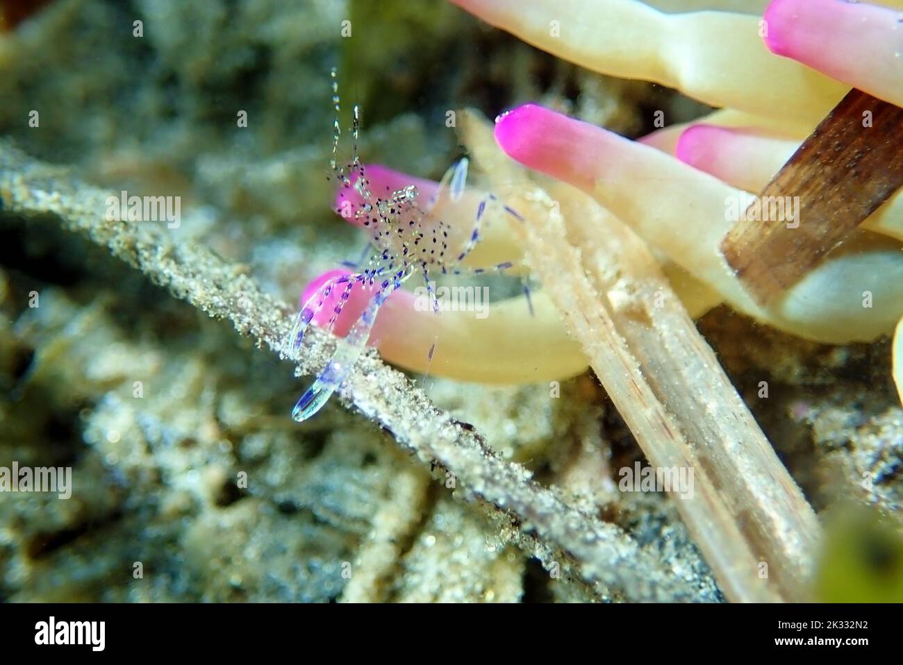 Mediterrane Meerglas Anemone Garnelen - Periclimenes aegylios Stockfoto